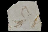 Metasequoia (Dawn Redwood) Fossils - Montana #85753-1